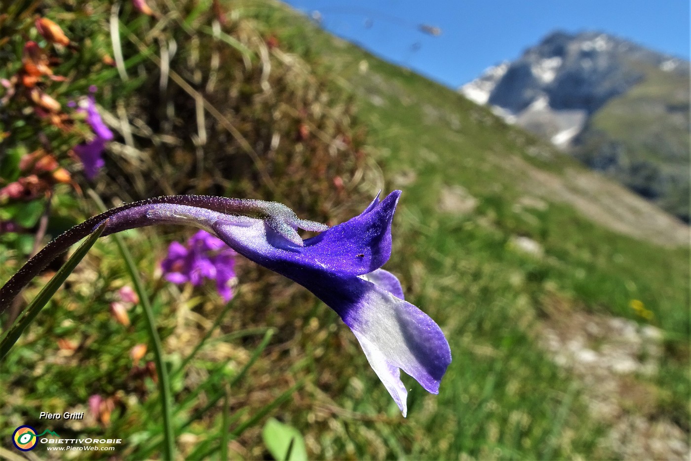 37 Fiore di Pinguicula (Pinguicula vulgaris).JPG